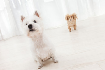 元気に走り回っても安心