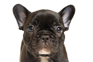 ペットにやさしいコーティング